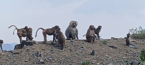 Hamadryas Baboon