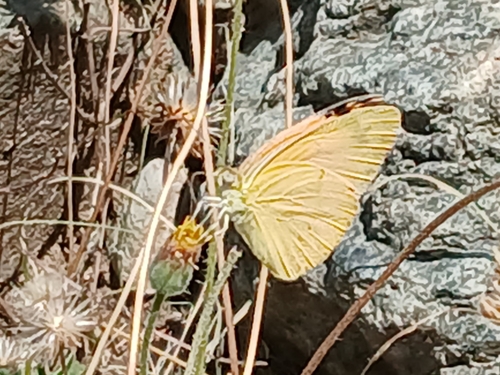 Blue-Spotted Arab