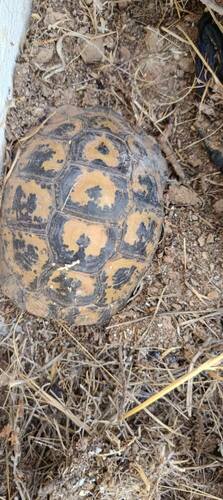 Greek Tortoise