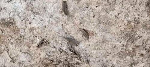 Ctenolepisma ciliatum