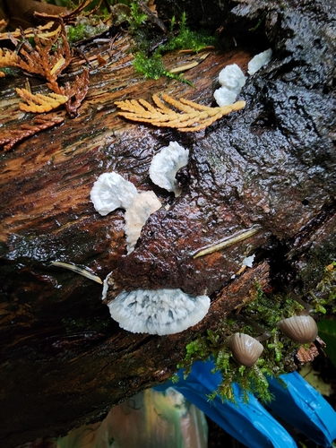 Owingsia PNW01 graham.jpg