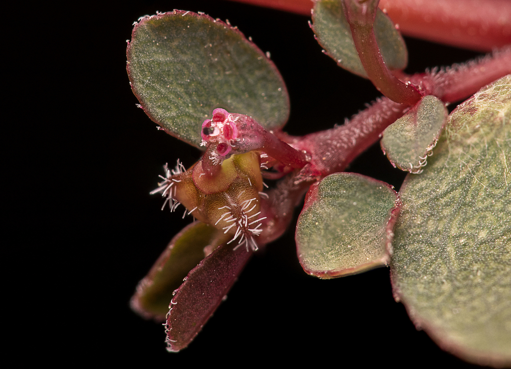 Euphorbia prostrata — a medium houseplant, prefers full sun light