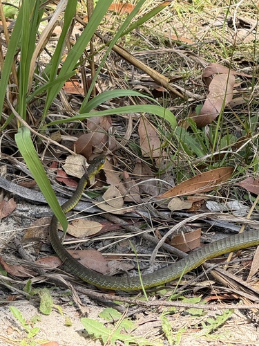 Common Tree Snake sighting
