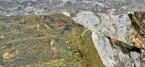 Common Tree Snake sighting