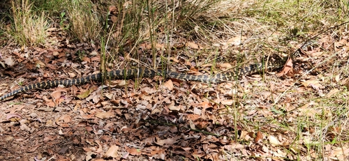 Coastal Carpet Python sighting