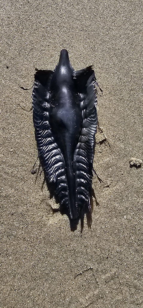 Australian Elephantfish from Cape Conran VIC 3888, Australia on ...