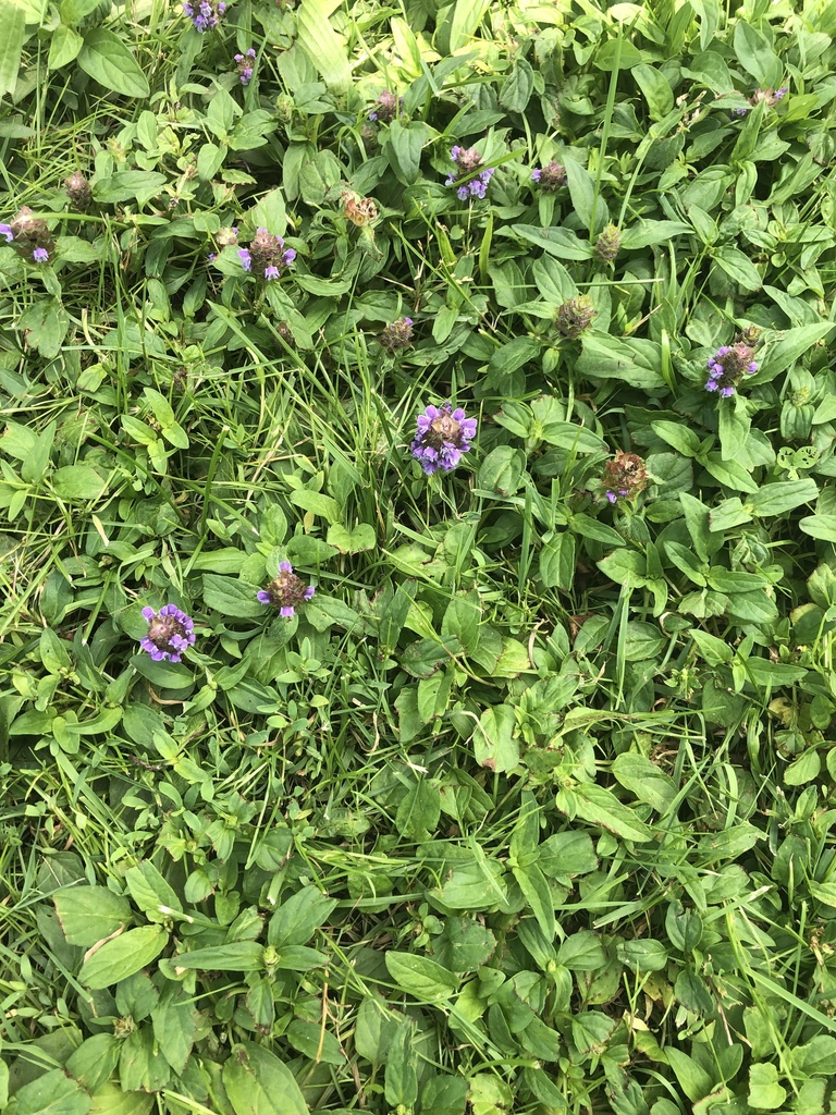 common selfheal from Maplewood Park, Rochester, NY, US on July 08, 2019 ...