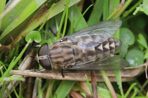 Large Marsh Horse Fly
