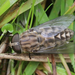 Large Marsh Horse Fly - Photo (c) Thorhold Souilljee, all rights reserved, uploaded by Thorhold Souilljee