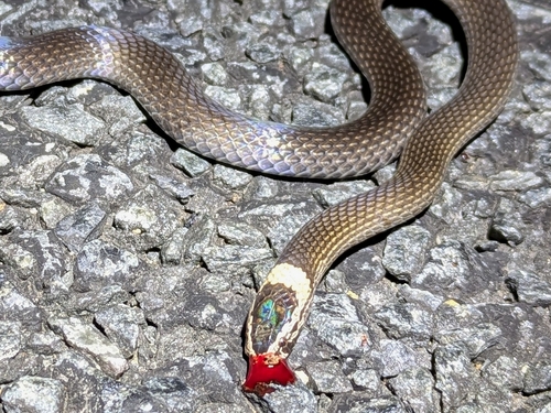White-crowned Snake sighting