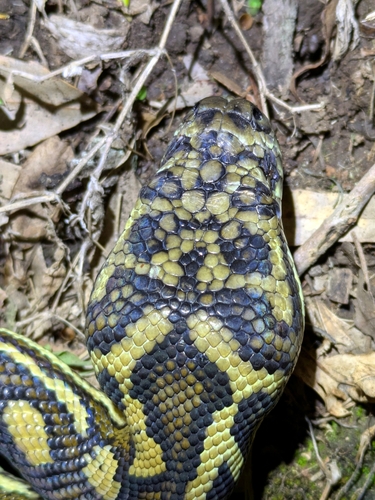 Coastal Carpet Python sighting
