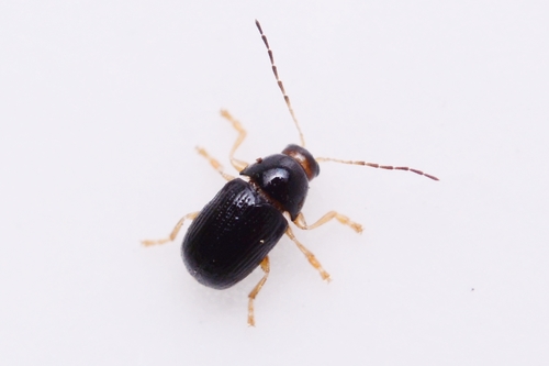 Pashford Pot Beetle