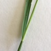 photo of Grasses (Poaceae)
