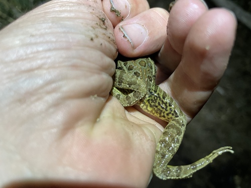 Lowland Leopard Frog