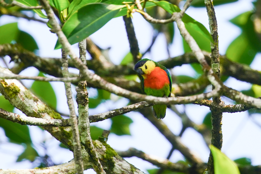 Blue-fronted Fig-Parrot (Nannopsittacus gulielmitertii) photo