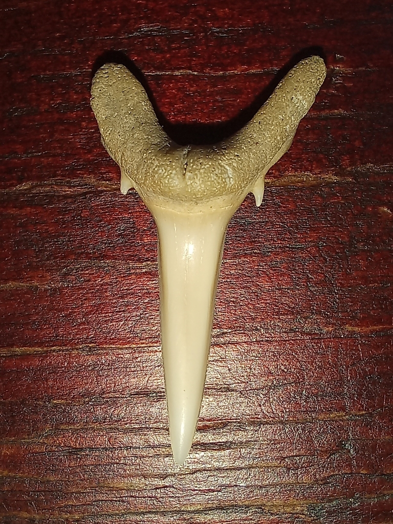 Tiger shark