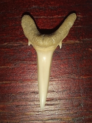 Ragged-tooth shark