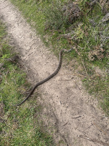 Tiger Snake sighting