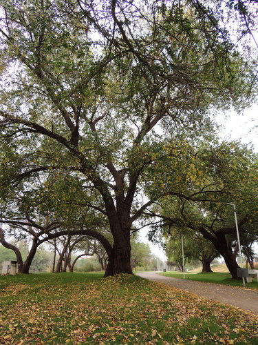 poplars, cottonwoods, and aspens (Genus Populus) · iNaturalist