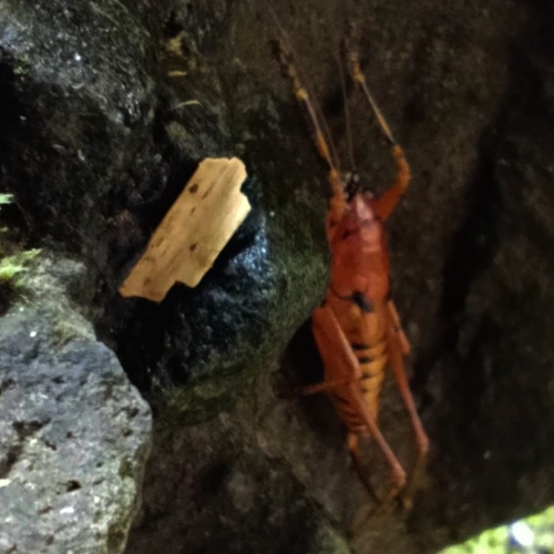 Anthracites