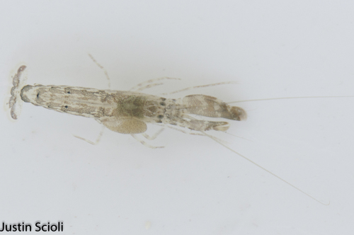 taxonomy_inaturalist image for Alpheus normanni