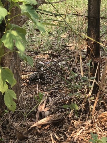 Argentine Black-and-white Tegu