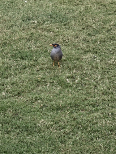 Bank Myna