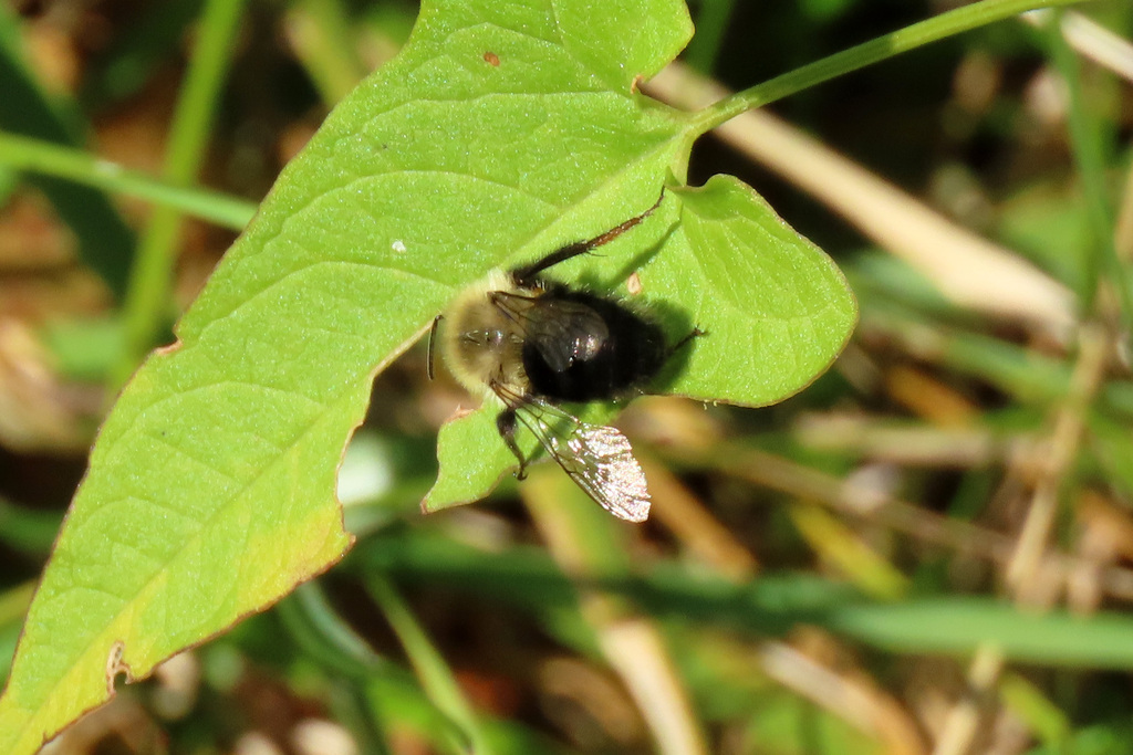 Common Eastern Bumble Bee from Alpha Ridge Park on October 20, 2024 at ...