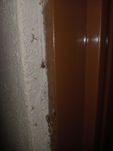 Red House Spider