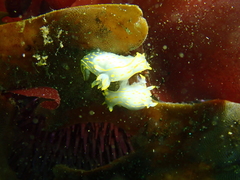 Painted Top Shell Nudibranch