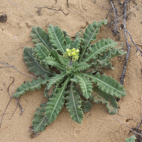 Biscutella sempervirens