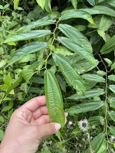 African mulberry