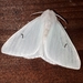 Black V Moth - Photo (c) Frank Huysentruyt, all rights reserved, uploaded by Frank Huysentruyt