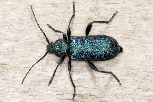 Violet tanbark beetle