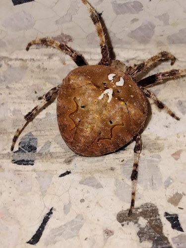 Angular Orbweaver Spider