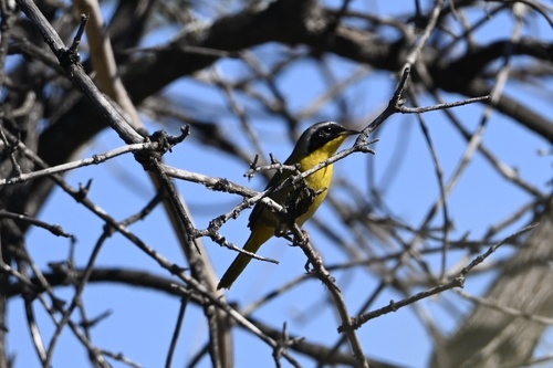 iNaturalist observation photo of Common Yellowthroat