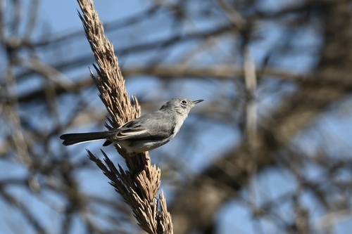 iNaturalist observation photo of Blue-gray Gnatcatcher