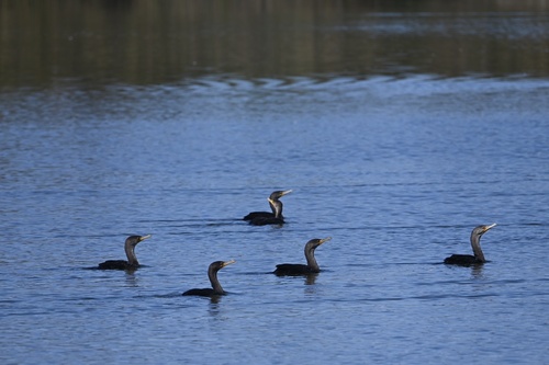 iNaturalist observation photo of Double-crested Cormorant