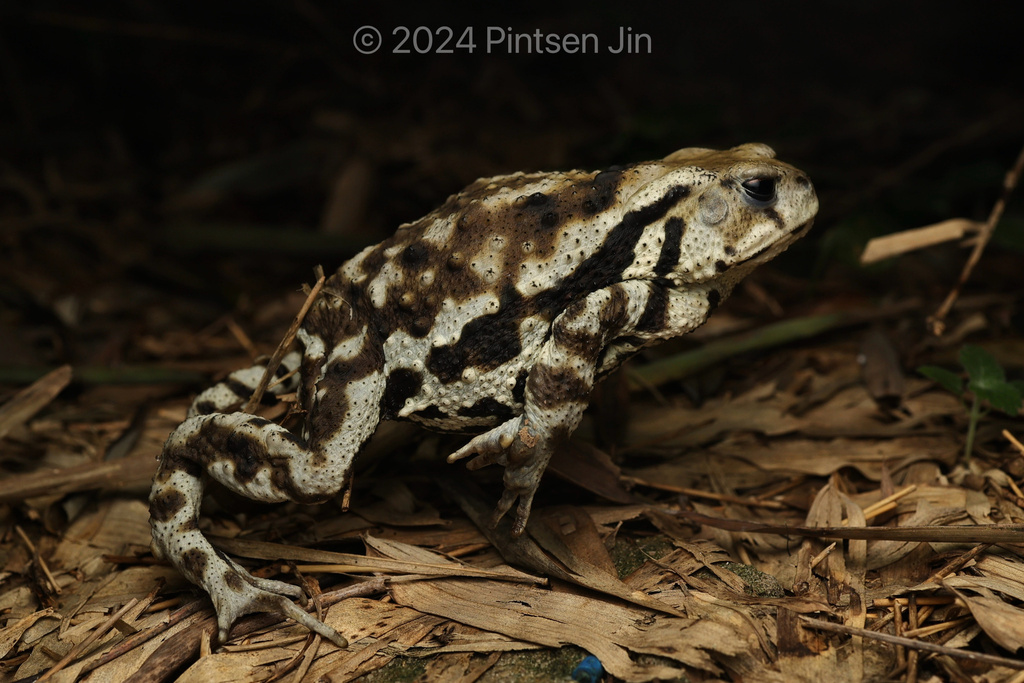 Asiatic Toad (Bufo gargarizans)