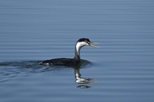 iNaturalist observation photo of Western Grebe