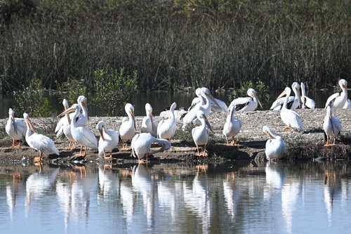 iNaturalist observation photo of American White Pelican