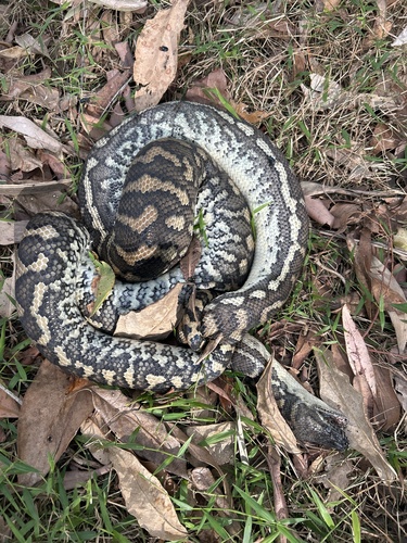 Coastal Carpet Python sighting
