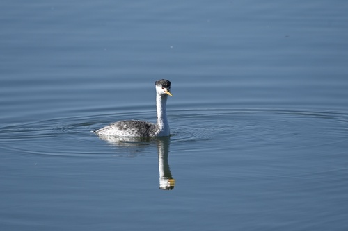 iNaturalist observation photo of Clark's Grebe