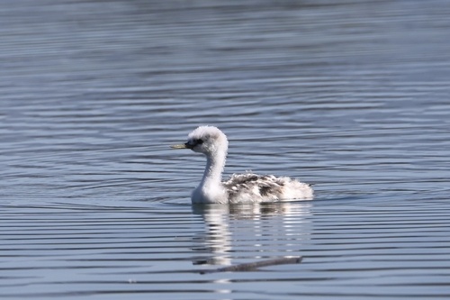 iNaturalist observation photo of Western and Clark's Grebes