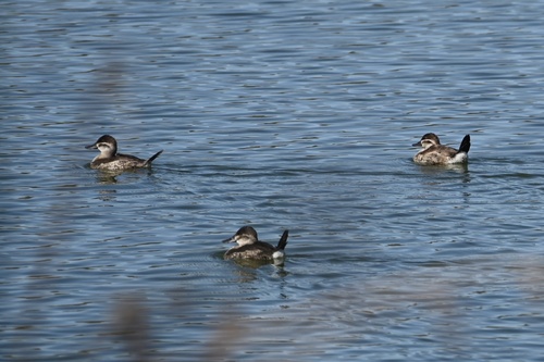iNaturalist observation photo of Ruddy Duck