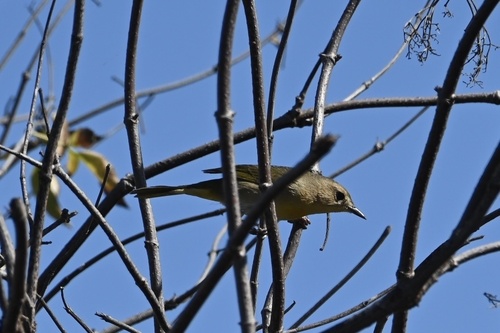 iNaturalist observation photo of Common Yellowthroat