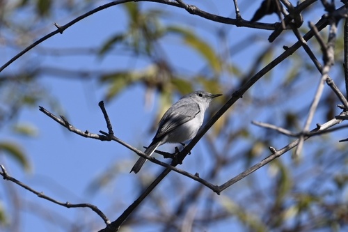 iNaturalist observation photo of Blue-gray Gnatcatcher
