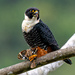 Bat Falcon - Photo (c) Paulo Mascaretti, all rights reserved, uploaded by Paulo Mascaretti