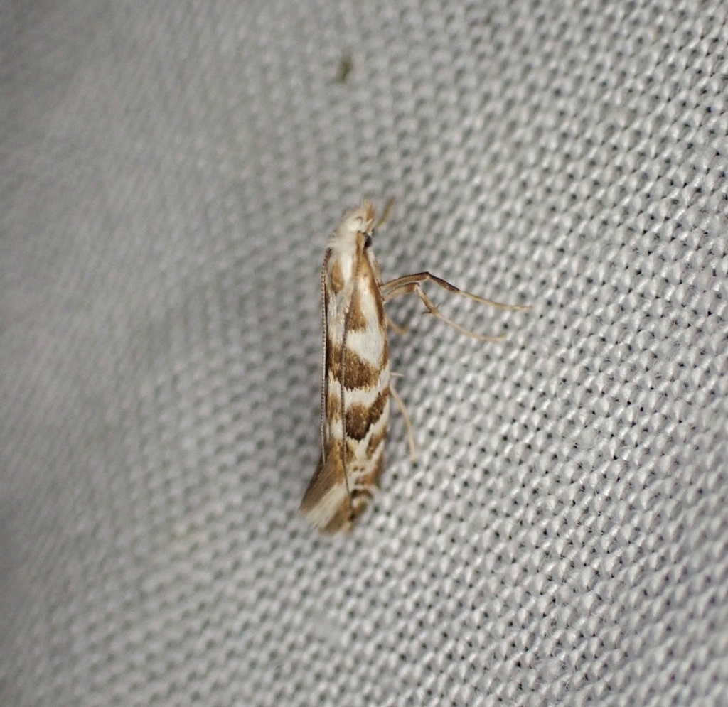 Aristaea periphanes from Yinnar South VIC 3869, Australia on October 19 ...
