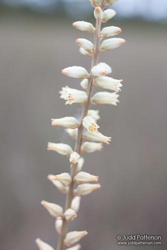 Aletris bracteata Northr.